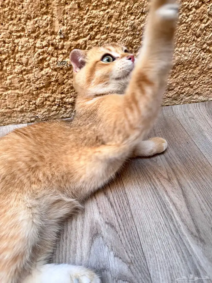 سكوتش فولد للبيع 6