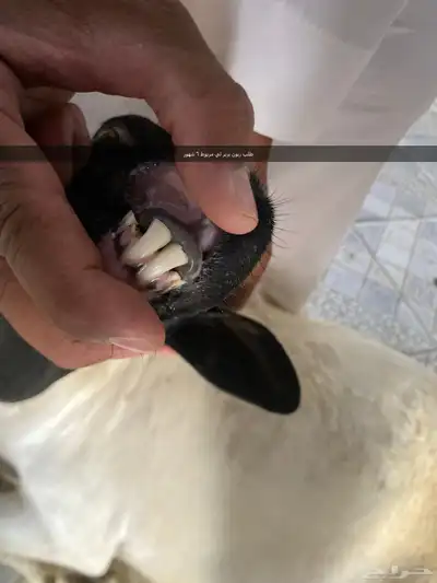يوجد ذبايح على طلب مع توصيل 3