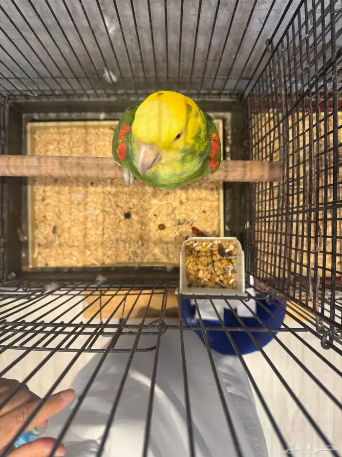 ذكر دبل يلو هيد منتج 2