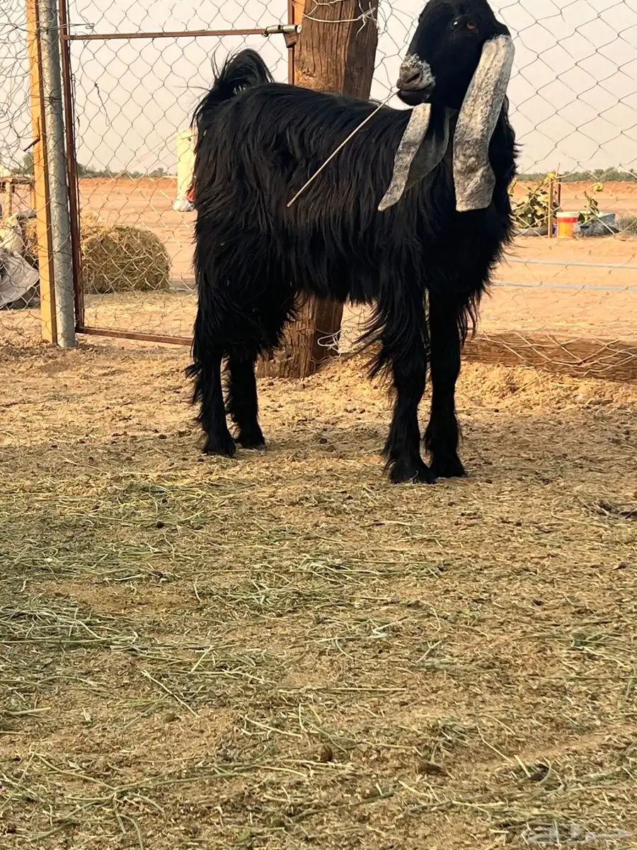 معزا مقاني 3