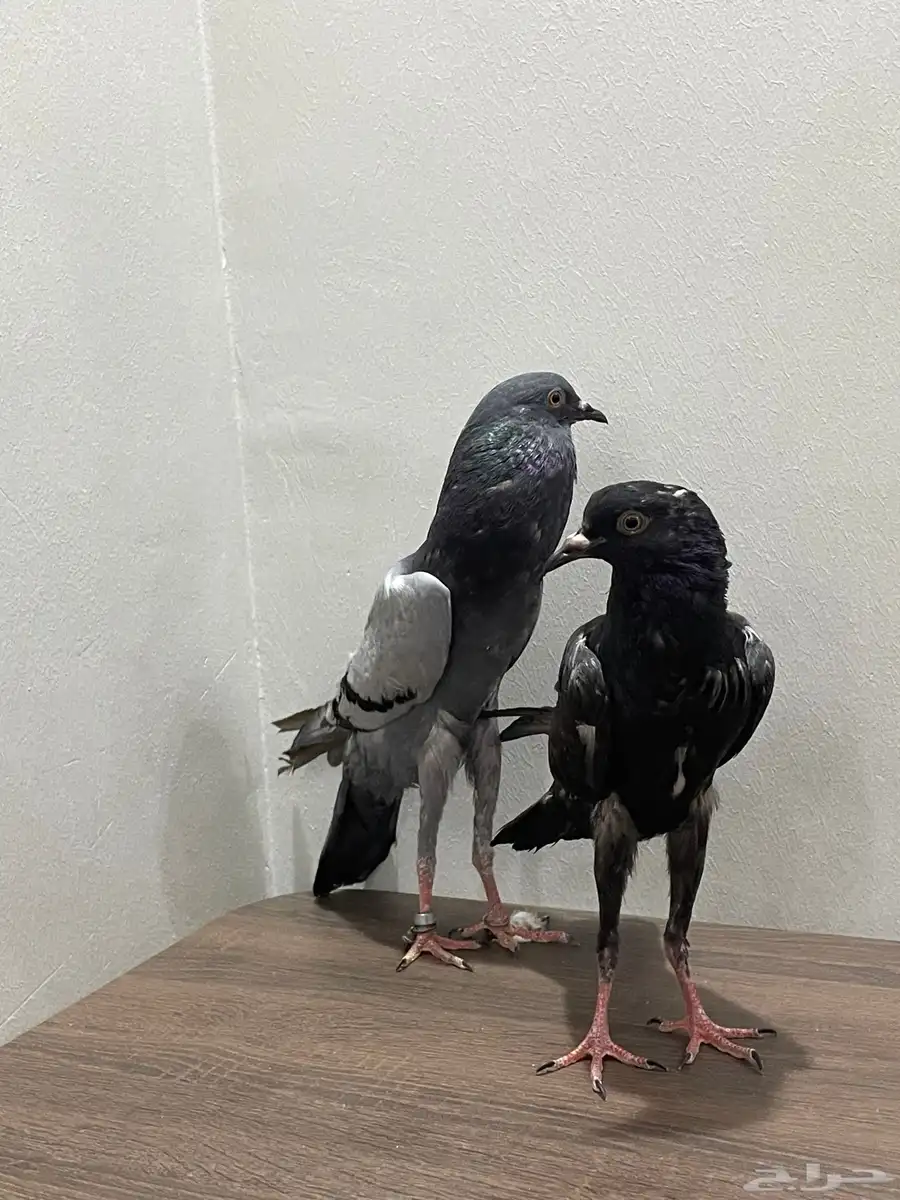حمام نفاخ قلم 1