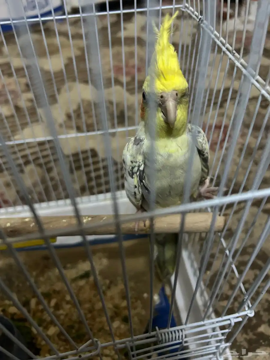 سلام عليكم ذكر كروان 1