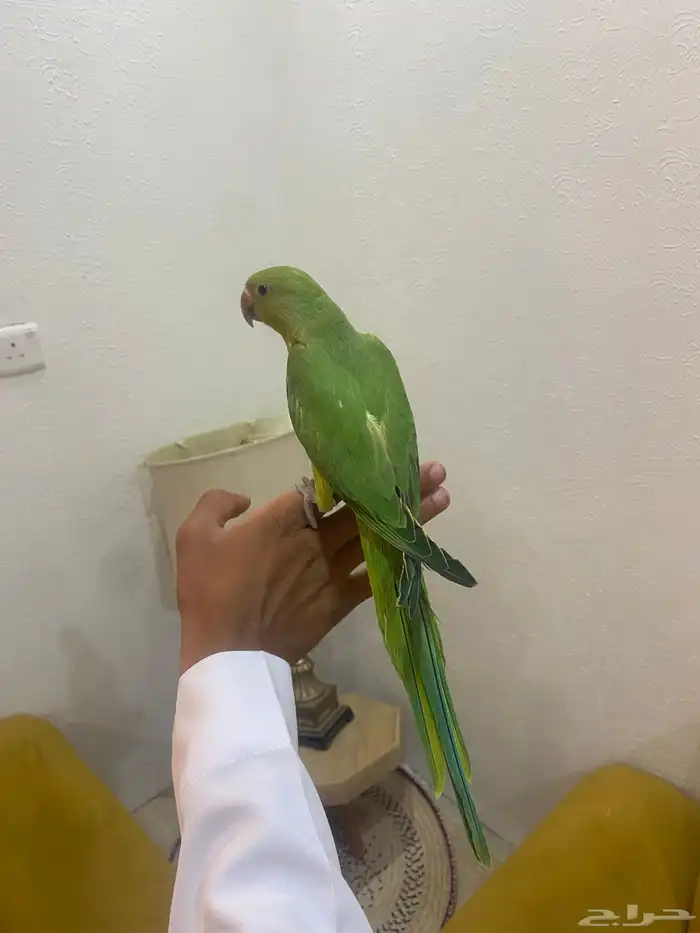 دره هندي فرخ مفطوم 11
