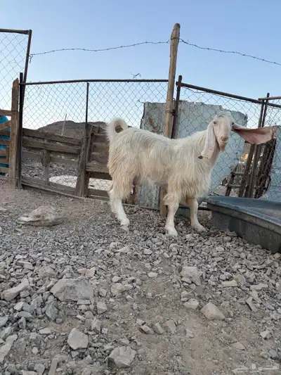 تيس فحل ابيض نادر صنف 2