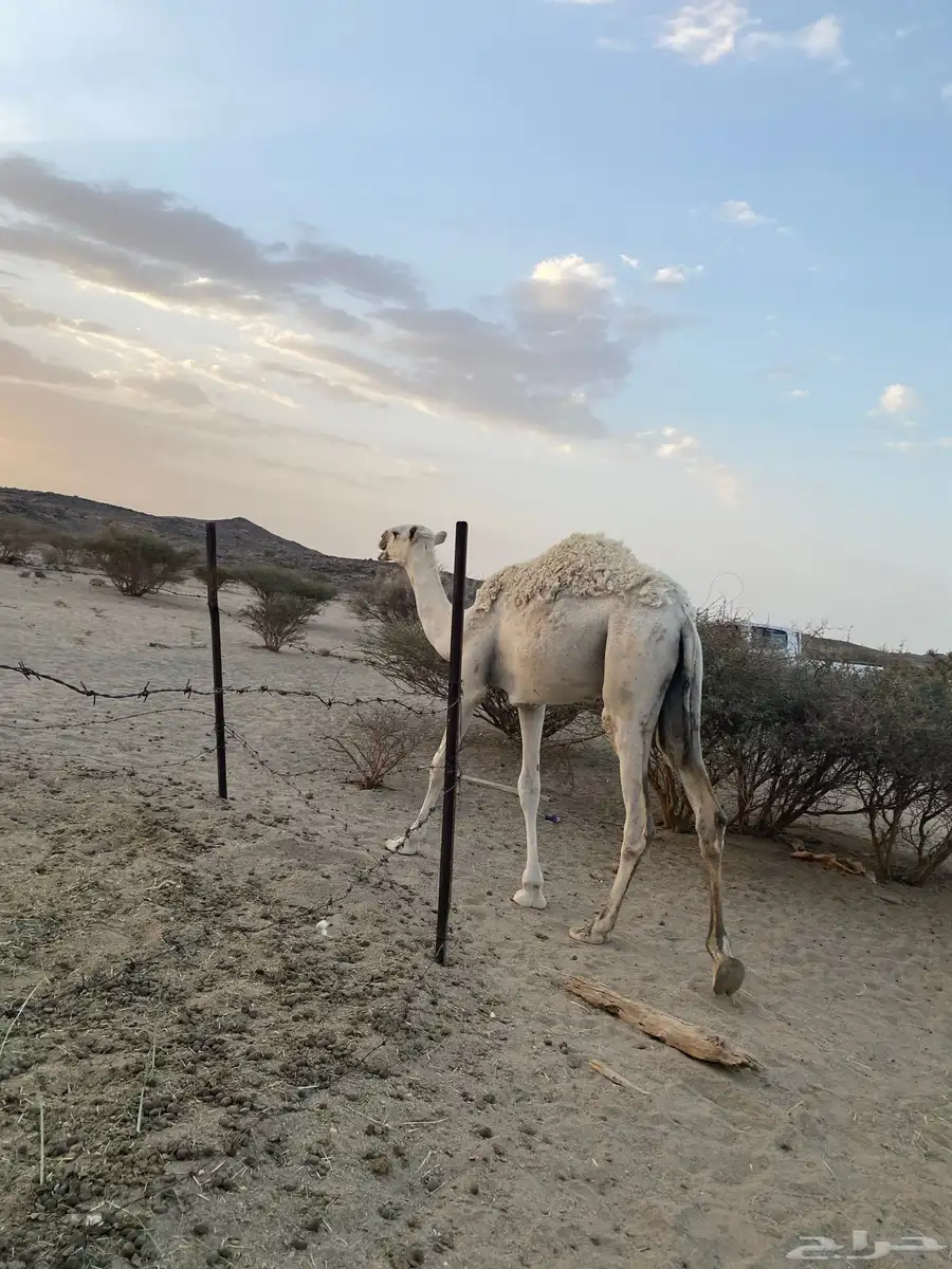 ناقه لقحه وبكره 2