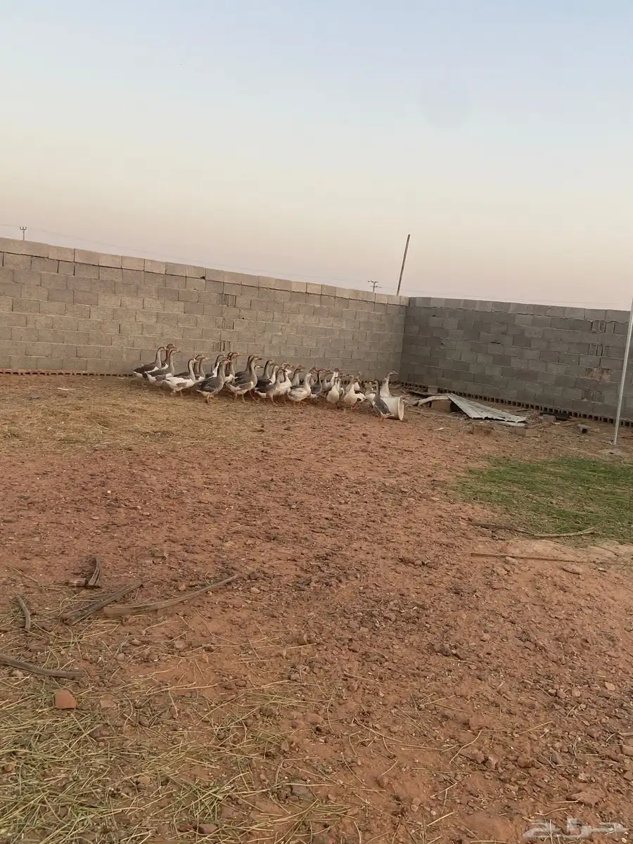 وز هجين عراقي 0