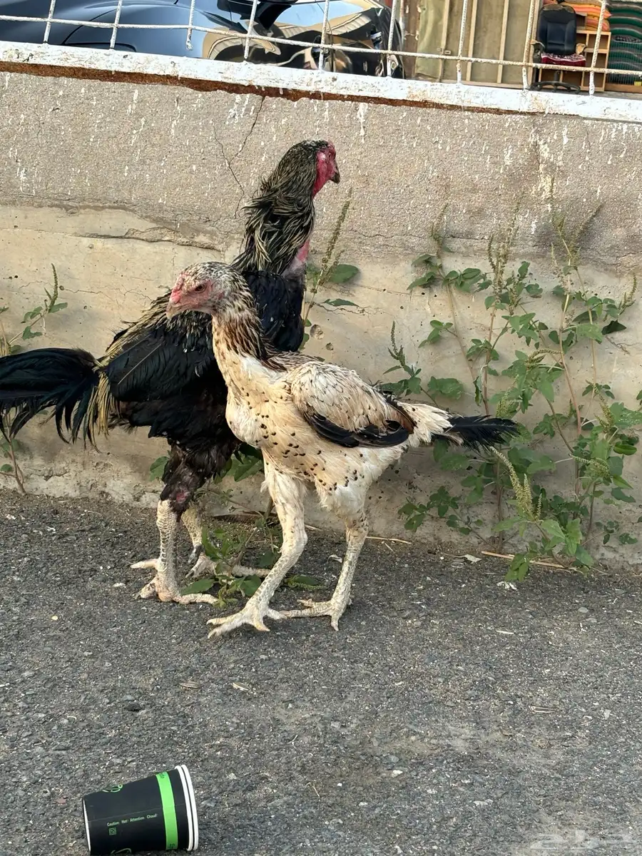 دجاج باكستاني للبيع 1