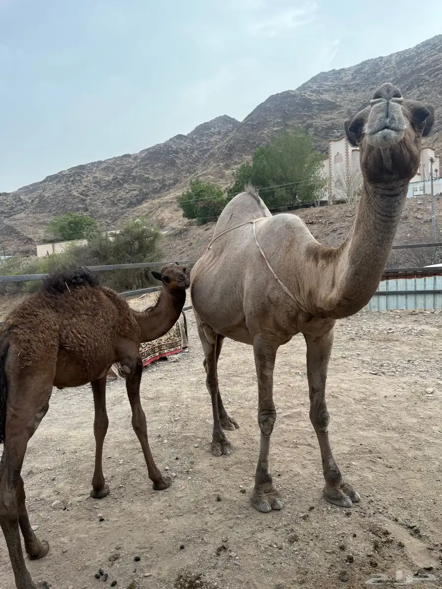 مواسي 8