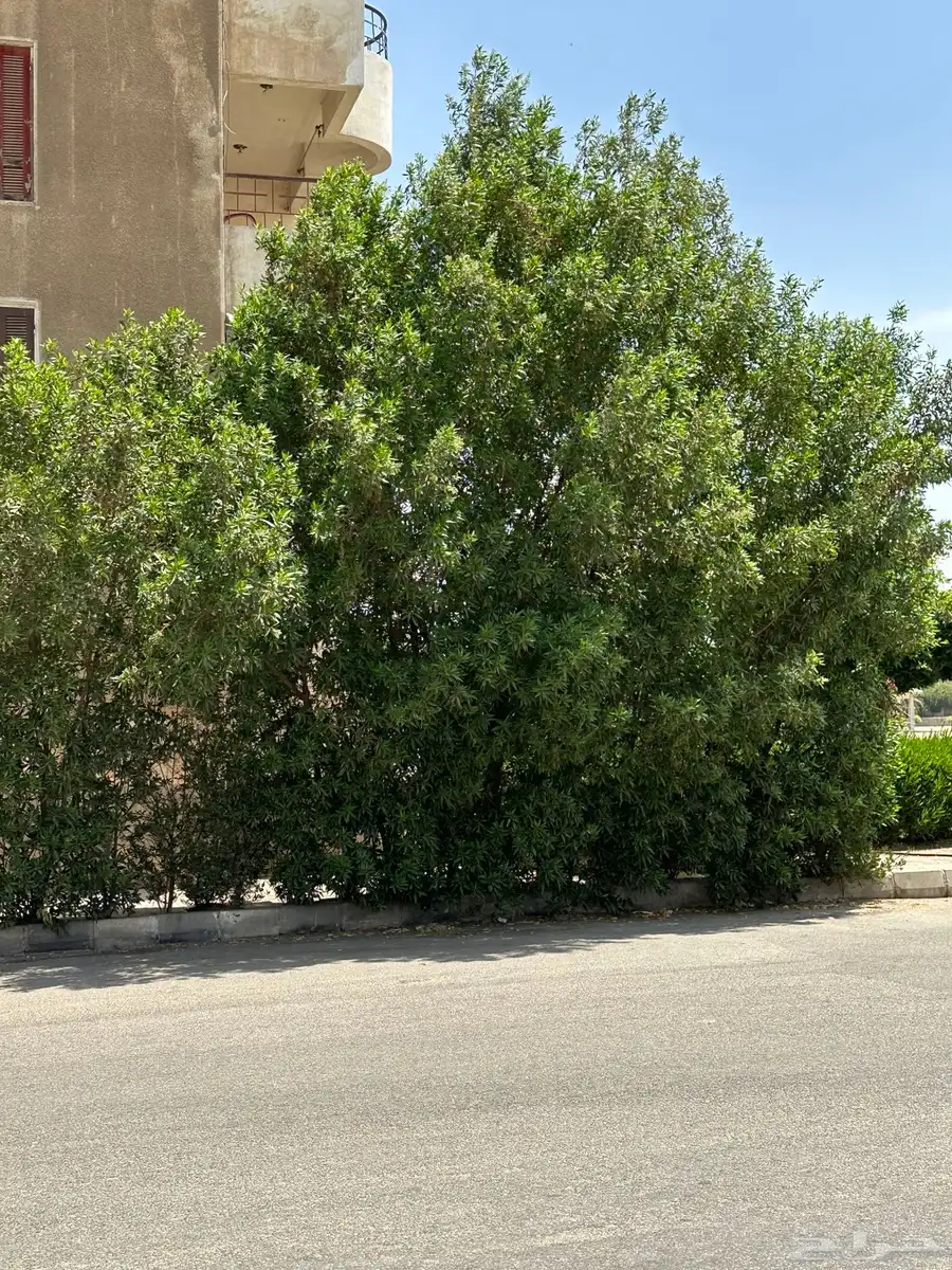 مطلوب شقه ايجار 0