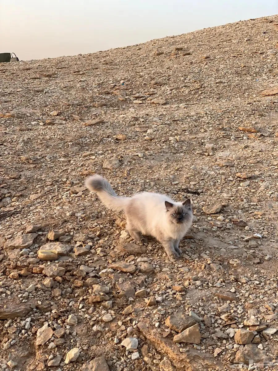 قط للتبني 6