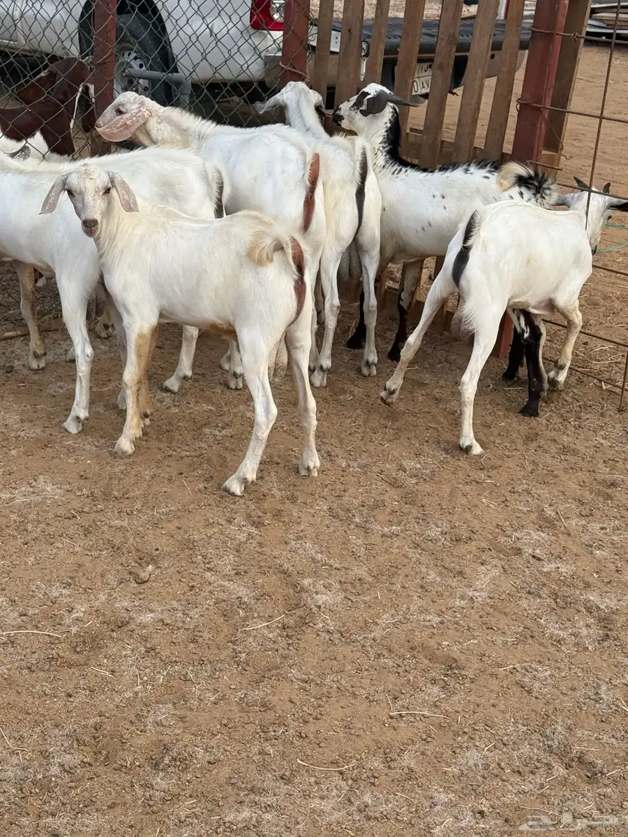 تيوس بيشيات شحم ولحم من 950 1