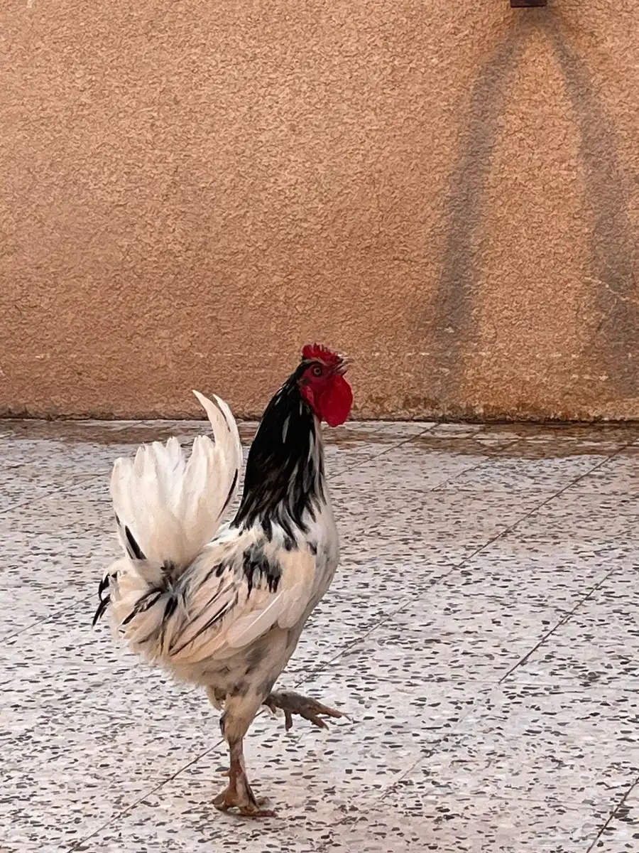 ديك ابو تاج مميز 1