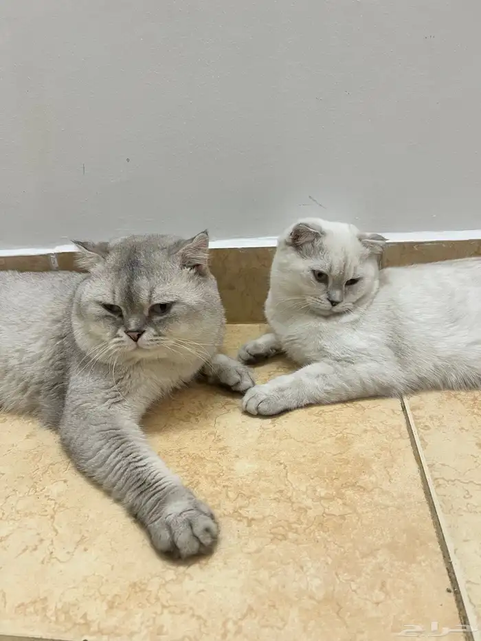 قط سكوتش فولد للبيع وكيتن للبيع سكوتش مع هملايا 1