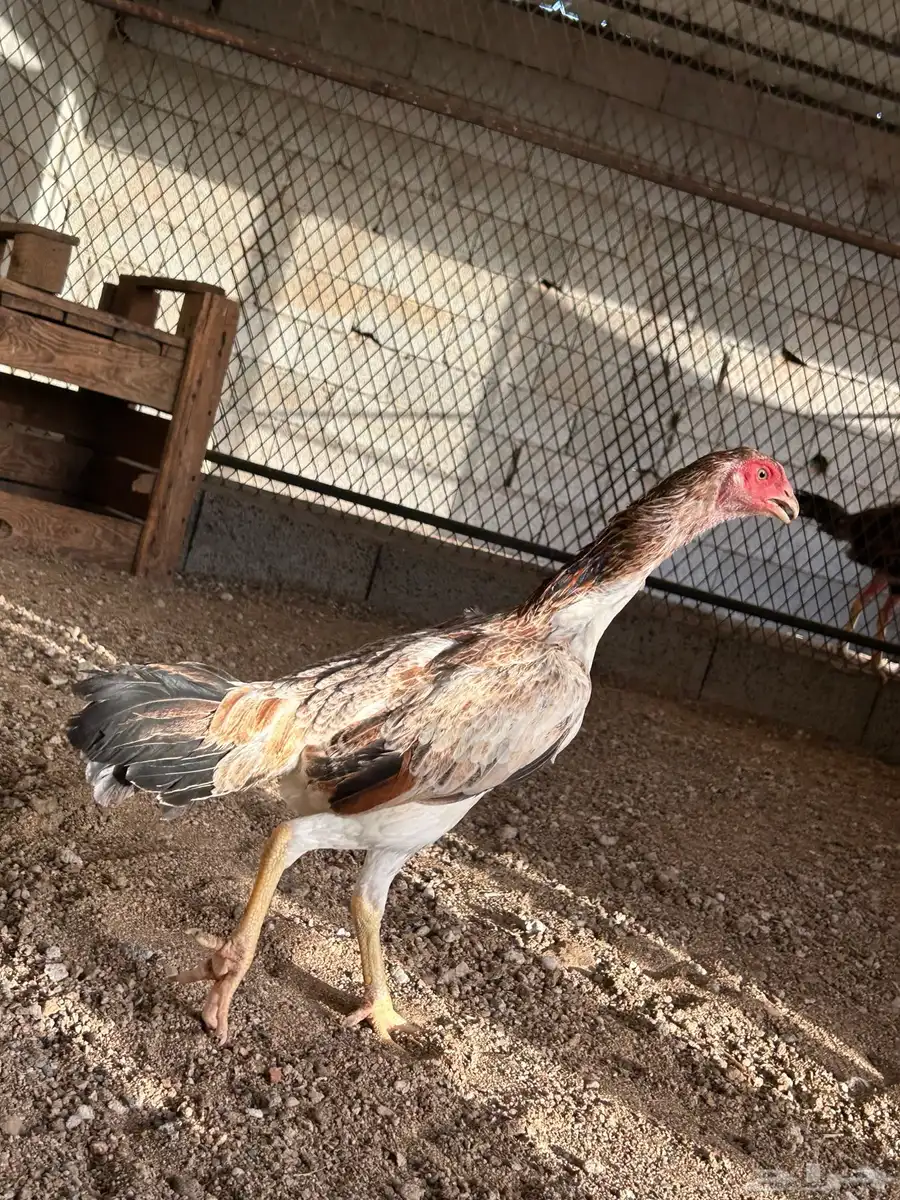 دجاج شامو 0