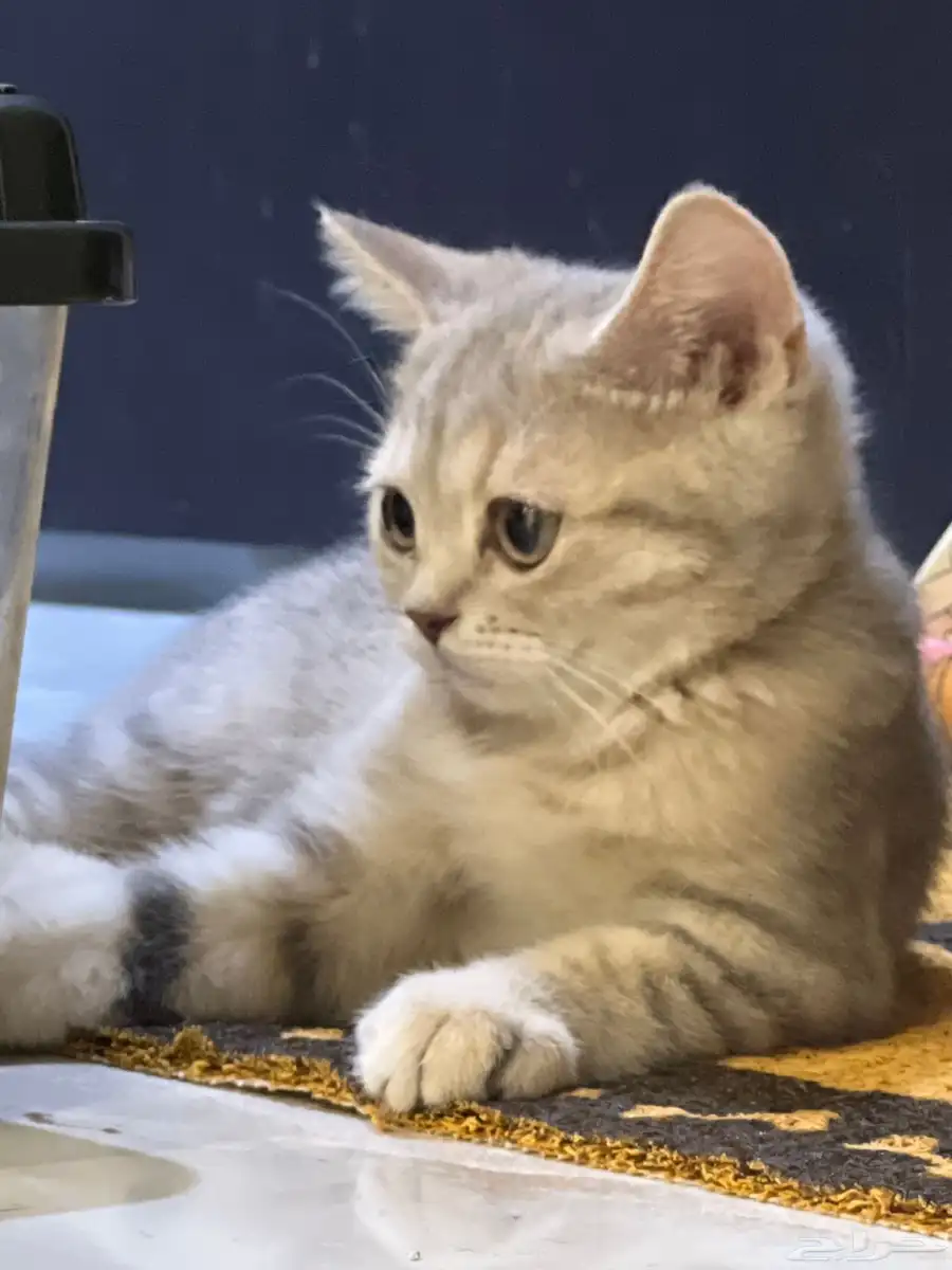 كيتن سكوتش ستريت 1
