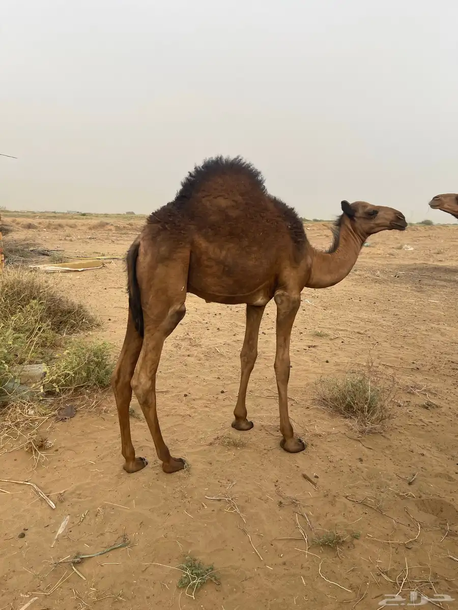 قعود 6