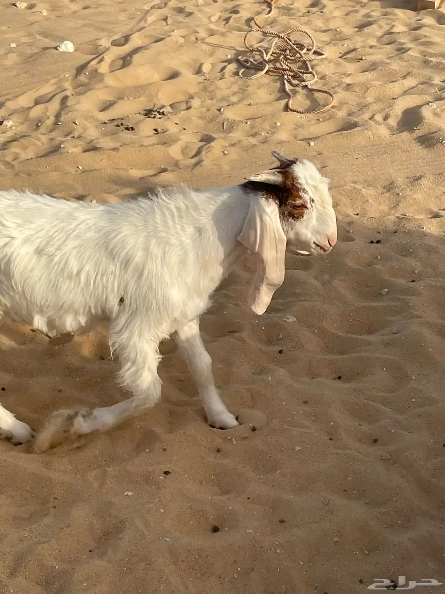 تيس مشروك 3