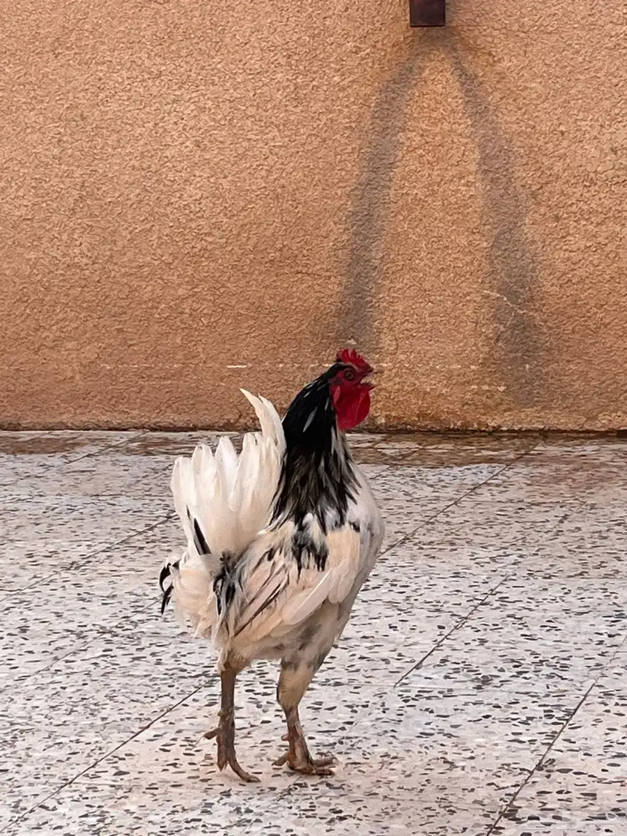 ديك ابو تاج مميز 0
