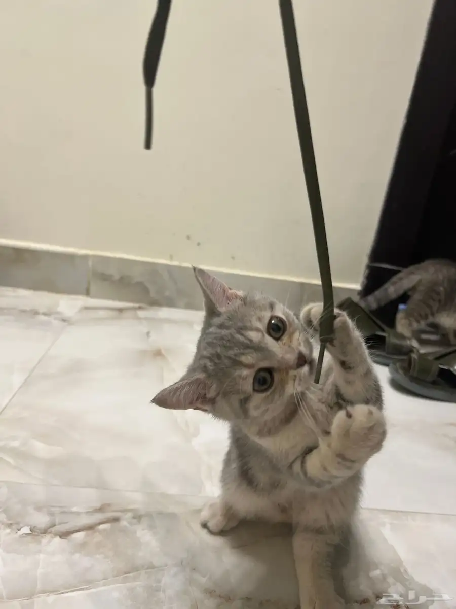 كيتن سكوتش ستريت 3