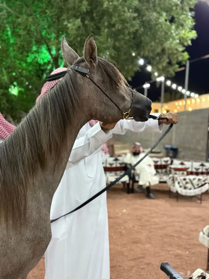 مهر واهو والبيع شعبي 1