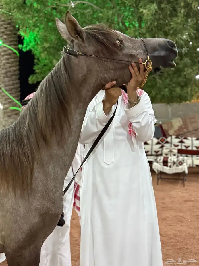 مهر واهو والبيع شعبي 4