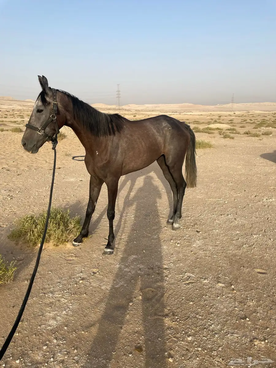 فرس إنجليزية 1
