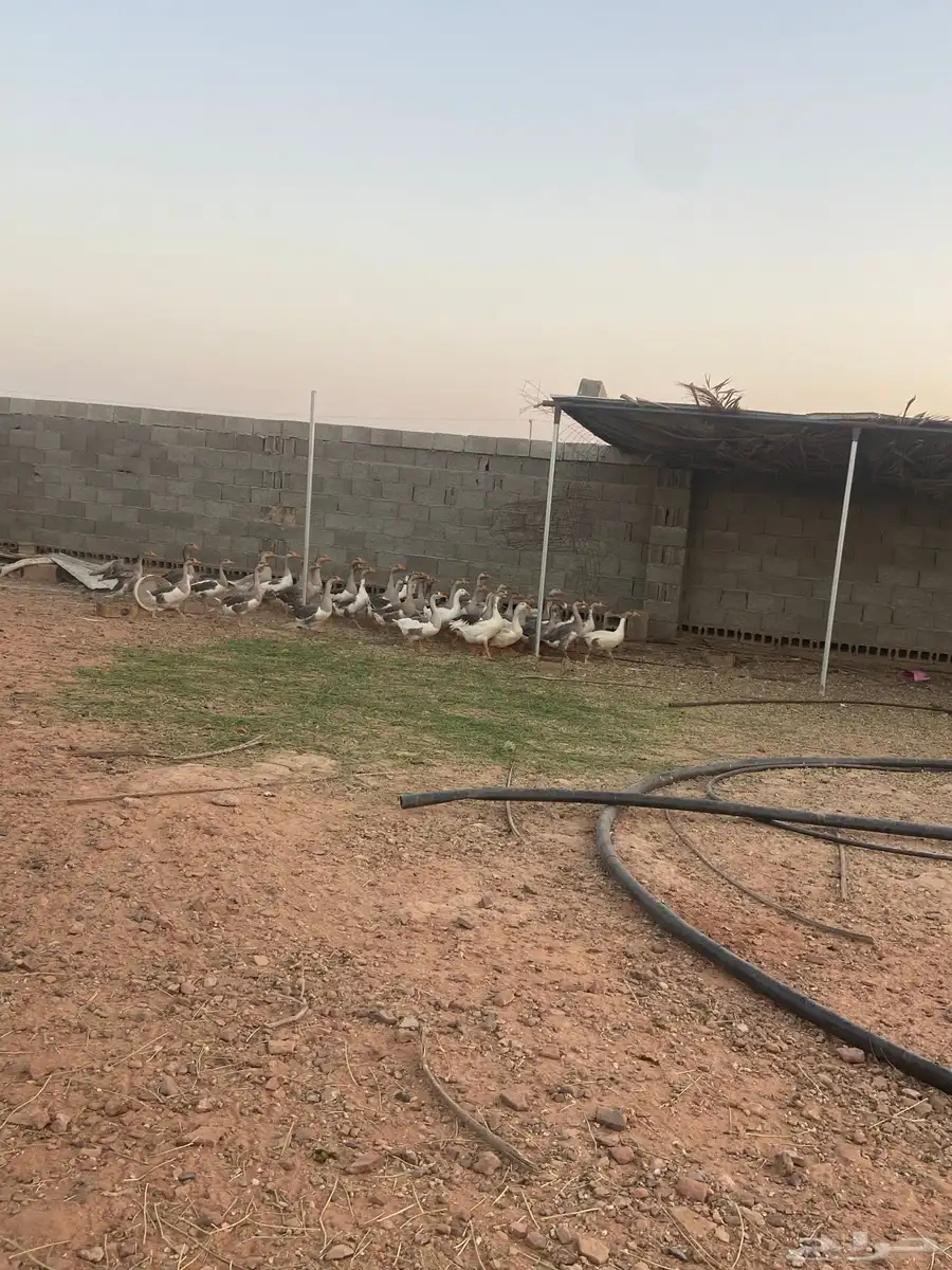 وز هجين عراقي 1
