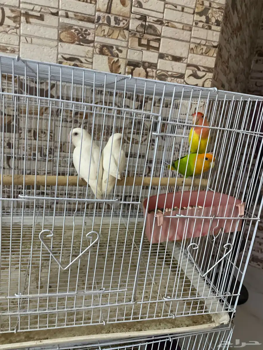 طيور 0