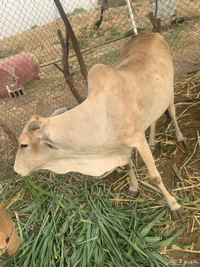 السومة بادية 8الف 0