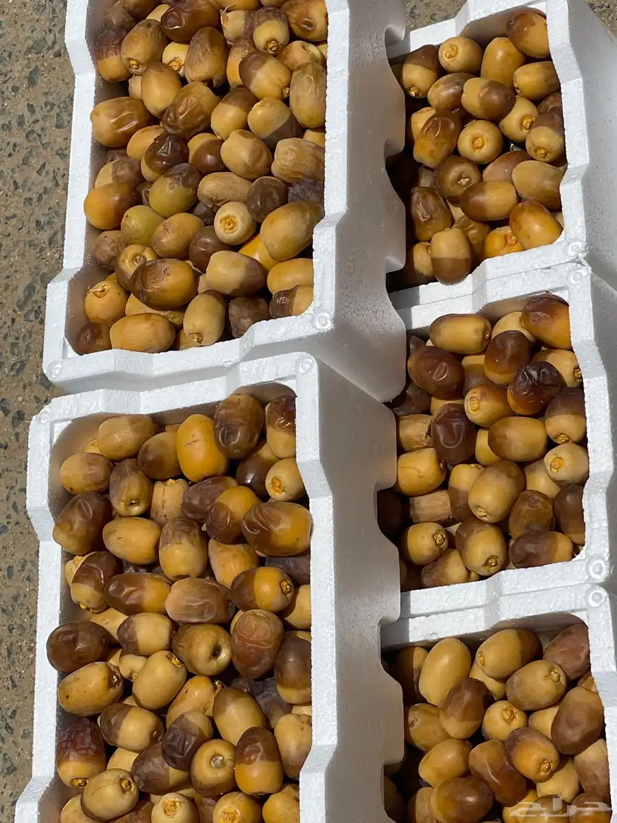 رطب ينبع النخل حق اليوم 0