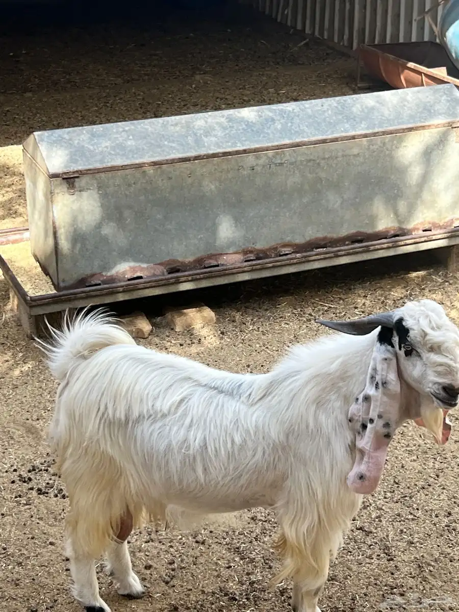 بريدة 1