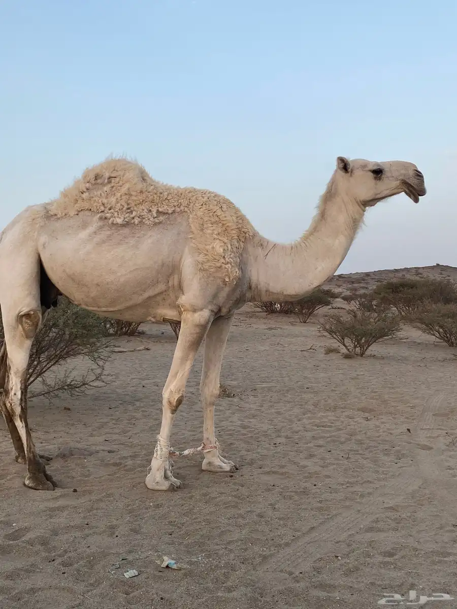 ناقه لقحه وبكره 1