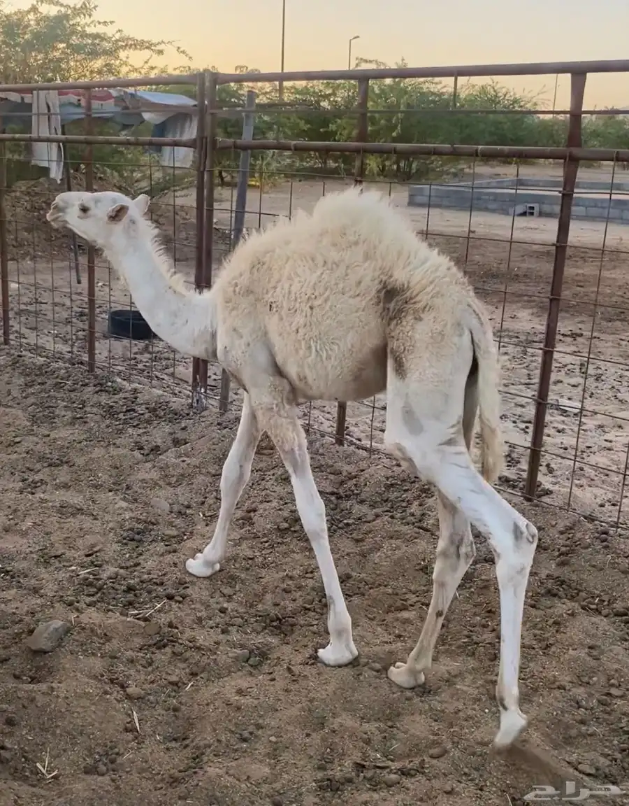 قعدان للبيع 2