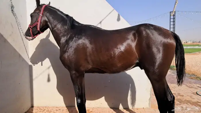 مهر عربي رفيع ورق 5