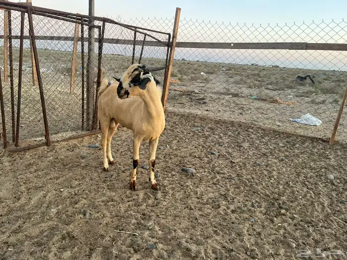 تيس اكحل مذهب اصيل تم البيع 1