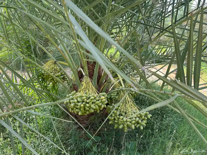 للبيع إنتاج المزرعة من التمور صقعي ومجدول 2