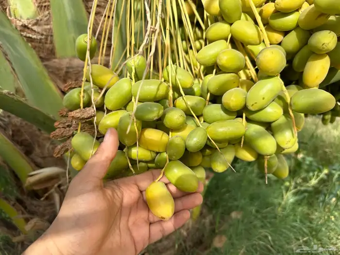 للبيع إنتاج المزرعة من التمور صقعي ومجدول 3