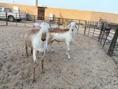 ذبايح زواجات جذعان جزله وأوزان 12