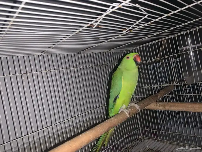 أنثى دره منتجه شرط 1