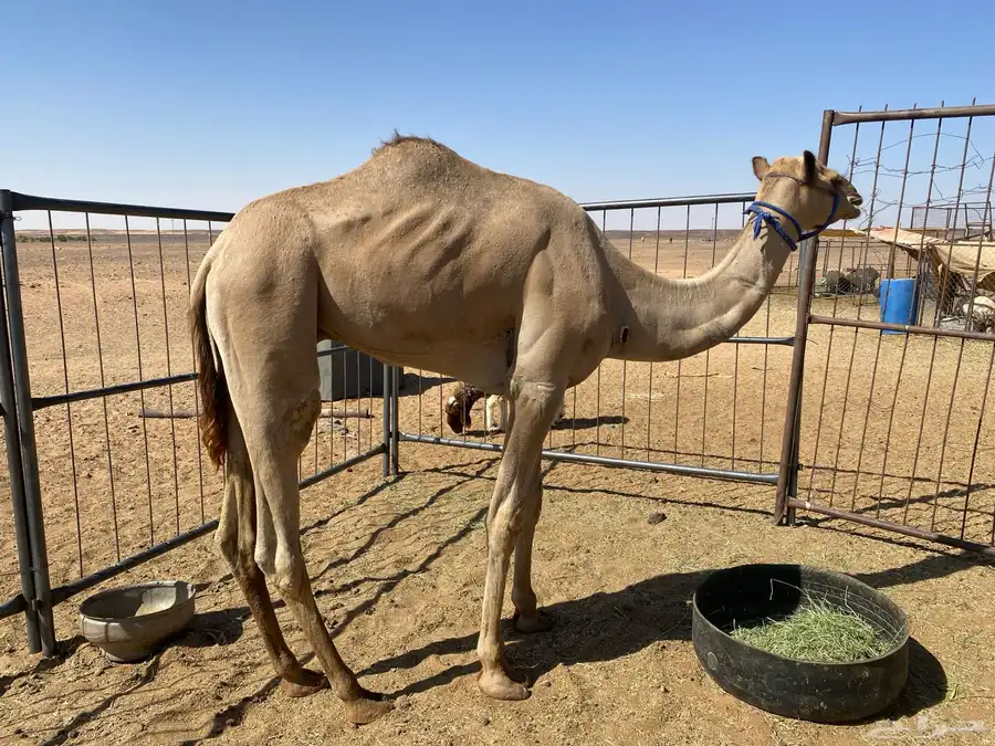 قعود معه روابط سبق 1