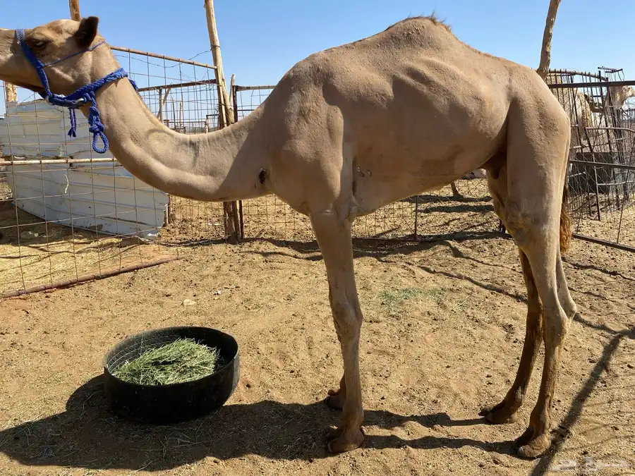 قعود معه روابط سبق 2
