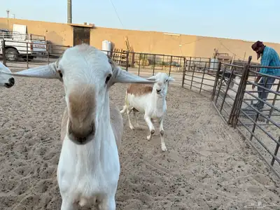 ذبايح زواجات جذعان جزله وأوزان 13