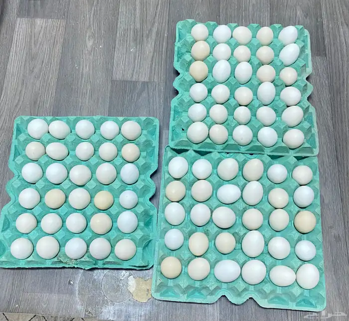متوفر بيض بلدي 0