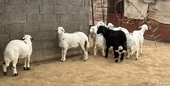 خرفان كفو للبيع 4