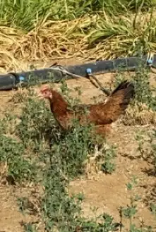 دجاج تركيه 0