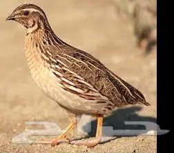 سمان فري كريمي وبني وأبيض 0