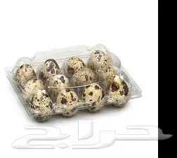 اطباق بيض سمان 4
