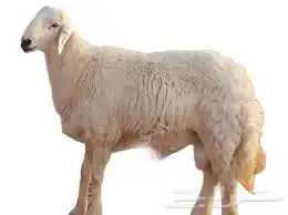 ذبائح للبيع الموقع. النماص - حلباء - بني عمرو 0