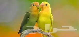 عمل لمدة ساعتين يوميا 0