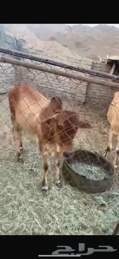 حسلان للبيع 0